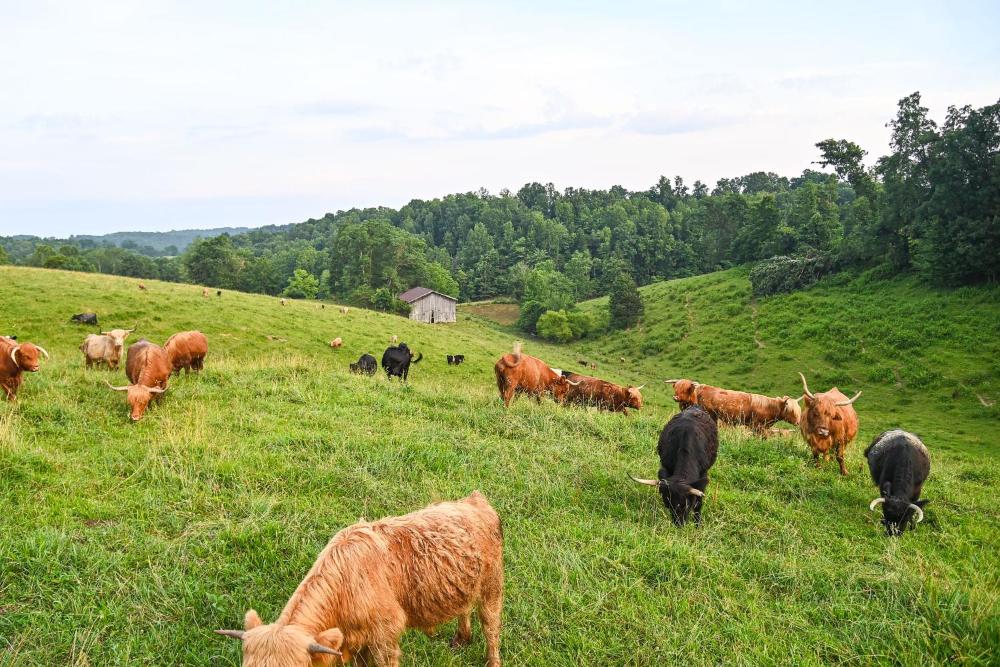 Cabin on Working Highland Cattle Farm in Kentucky